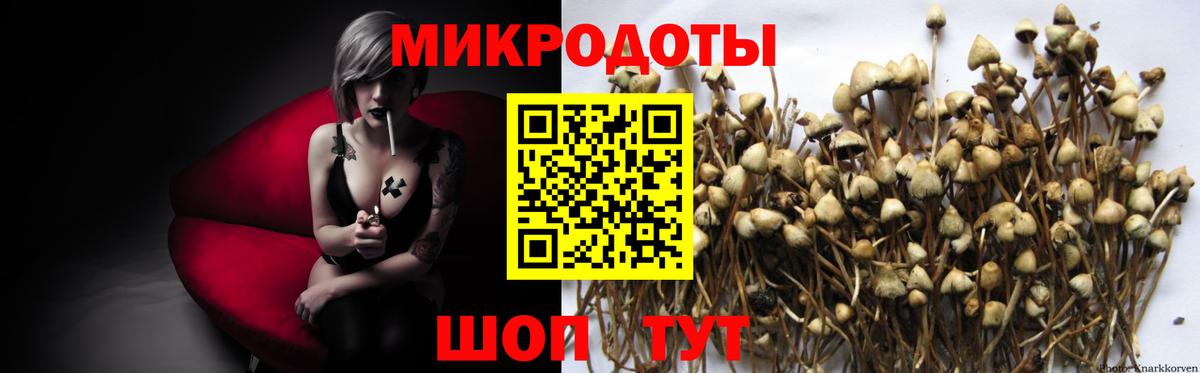 Псилоцибиновые грибы Psilocybe Каспийск